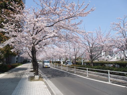 陽気で隅田川は桜満開