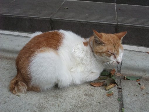 天祖神社で見つけた猫