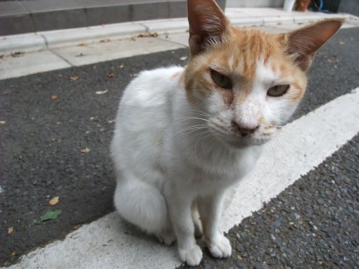 天祖神社で見つけた猫
