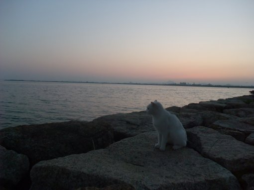 琵琶湖の猫