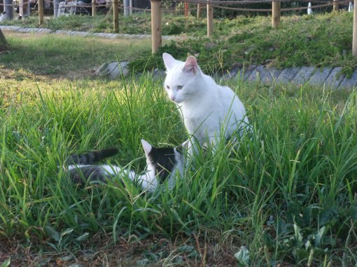 琵琶湖の猫
